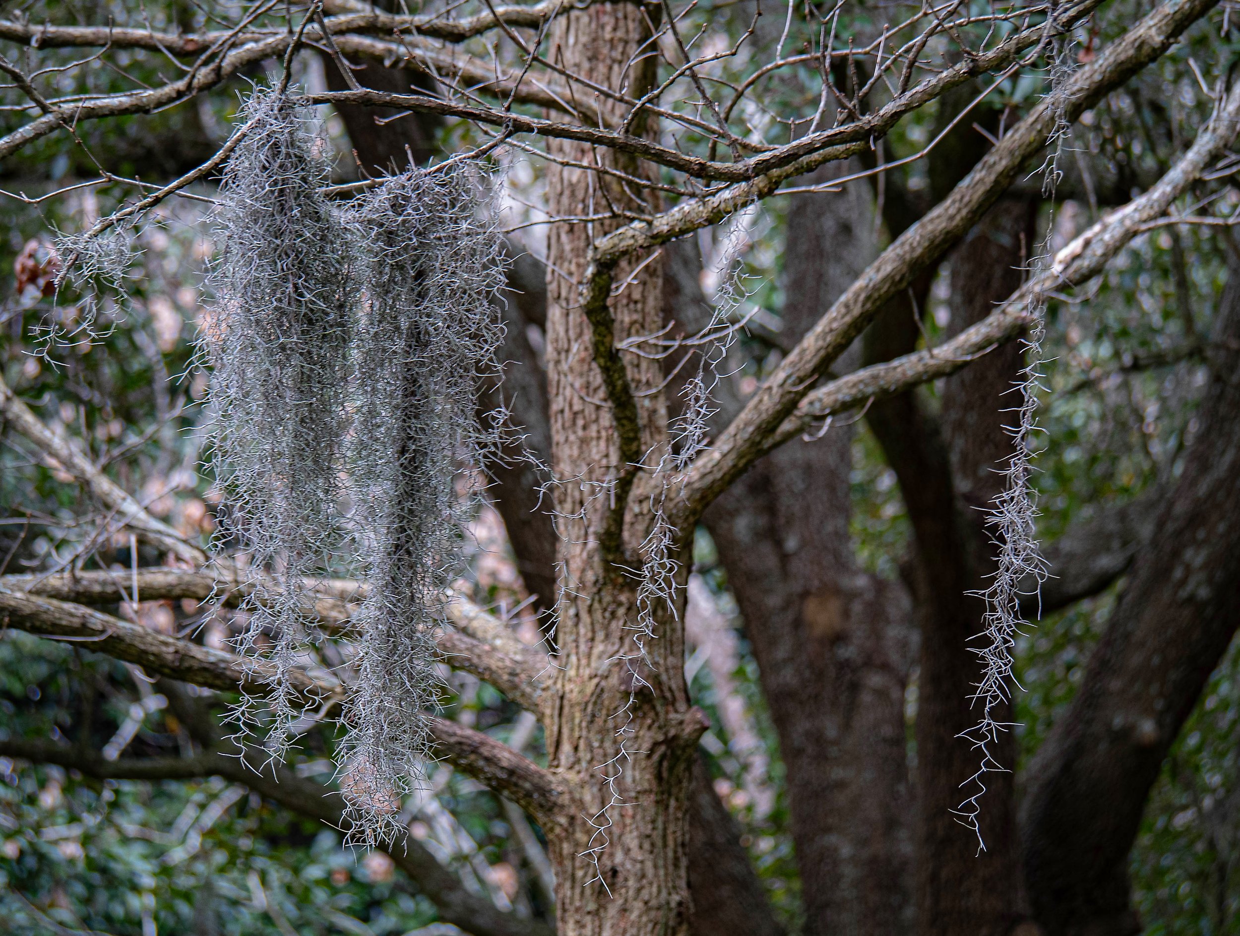 What's Hanging from the Trees in Savannah? - Spanish Moss — Savannah Proper